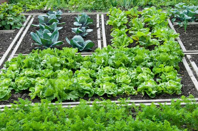 You are currently viewing Légumes qui poussent à l'ombre : comment faire pousser des légumes à l'ombre