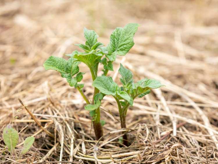 Lire la suite à propos de l’article Démarrer un jardin en bottes de paille : comment planter des plates-bandes en bottes de paille