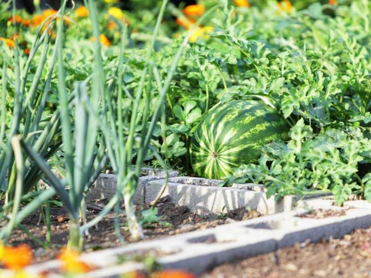 Lire la suite à propos de l’article Idées de jardinage en parpaings – Conseils sur l'utilisation de parpaings pour les plates-bandes