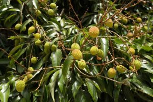 Lire la suite à propos de l’article Traiter un litchi malade – Apprenez à gérer les maladies du litchi