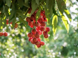 Lire la suite à propos de l’article Pourquoi mon litchi devient-il brun – Que signifient les feuilles de litchi brun