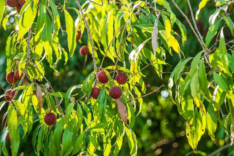 You are currently viewing Pas de fruits sur le litchi : que faire lorsque votre litchi ne fructifie pas