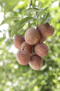 Lire la suite à propos de l’article Litchis en pot – Conseils pour cultiver du litchi dans un récipient