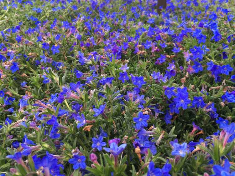 You are currently viewing Tolérance au froid Lithodora: comment hiverner les plantes Lithodora