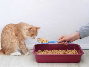 Lire la suite à propos de l’article Devriez-vous réellement composter la litière compostable pour chat ?