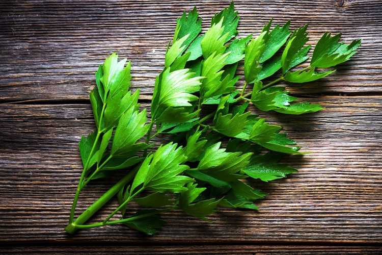 You are currently viewing Récolte des herbes de livèche – Quand cueillir les feuilles de livèche