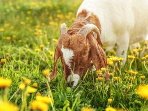 Lire la suite à propos de l’article Goatcaping : une façon verte de se débarrasser des mauvaises herbes