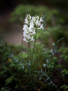 Lire la suite à propos de l’article Identification et traitement de la Locoweed – Conseils pour contrôler la Locoweed