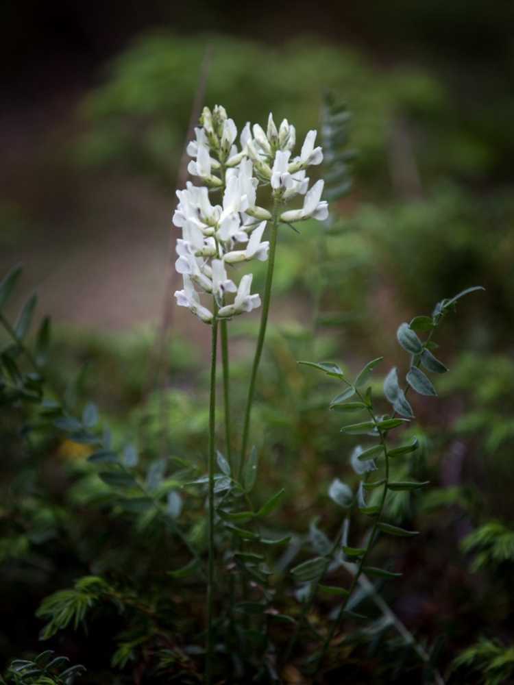 You are currently viewing Identification et traitement de la Locoweed – Conseils pour contrôler la Locoweed