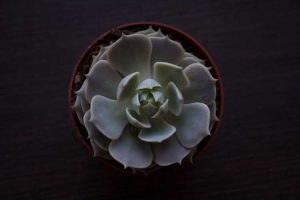 Lire la suite à propos de l’article Echeveria 'Lola' Info: Apprenez à prendre soin d'une Lola Echeveria