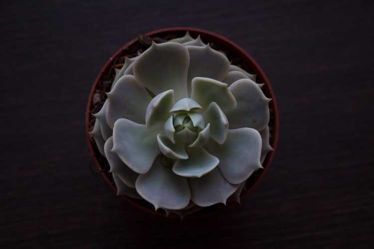 Lire la suite à propos de l’article Echeveria 'Lola' Info: Apprenez à prendre soin d'une Lola Echeveria