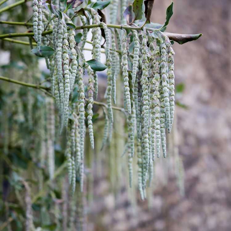 Lire la suite à propos de l’article Entretien des buissons à pampilles en soie : en savoir plus sur la culture des plantes à pampilles en soie