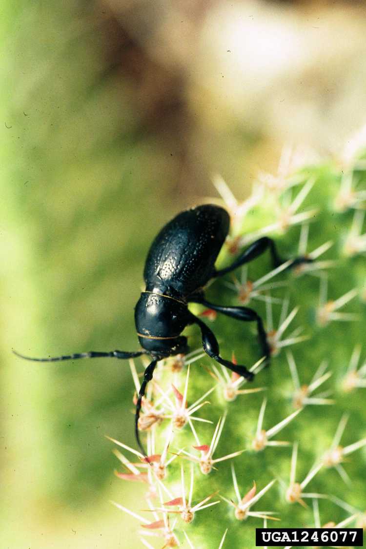 You are currently viewing Qu'est-ce qu'un longicorne des cactus – En savoir plus sur les longicornes des cactus