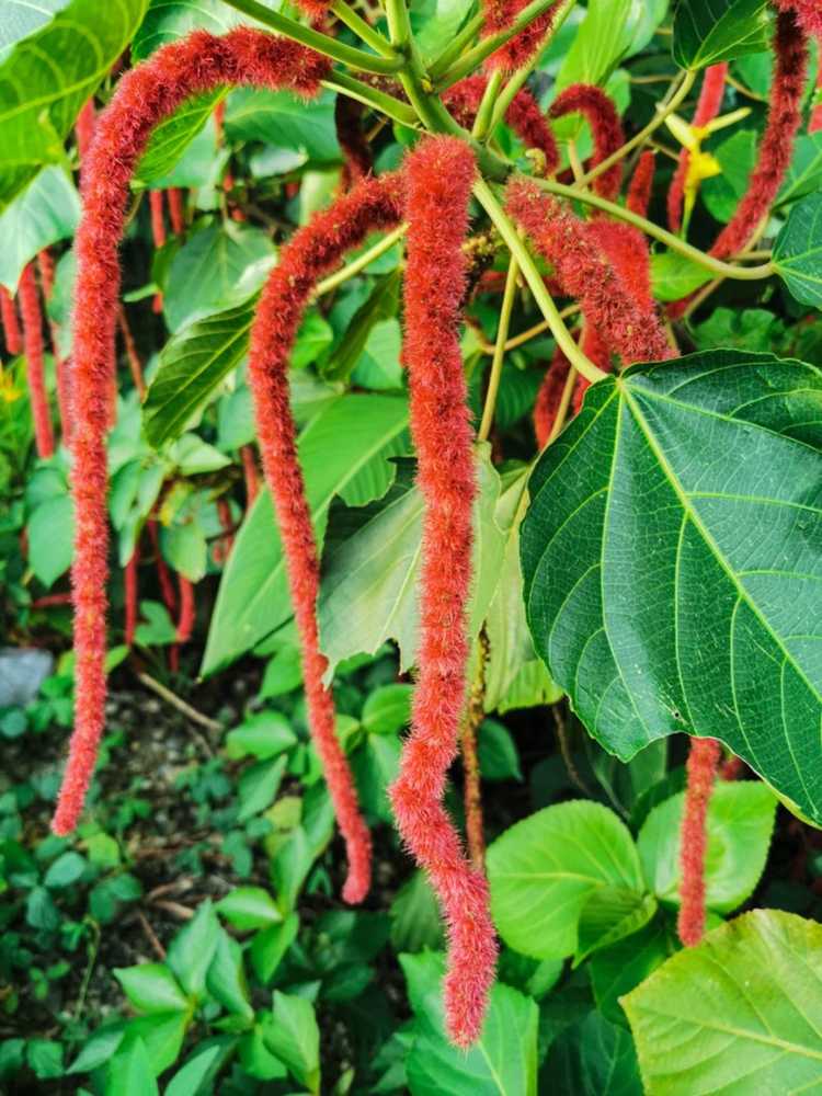 You are currently viewing Cultiver des plantes de chenille : Comment faire pousser une plante de quenouilles rouges