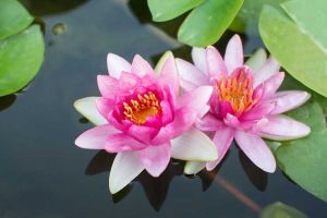 Lire la suite à propos de l’article Soins des plantes de lotus – Apprenez à cultiver une plante de lotus