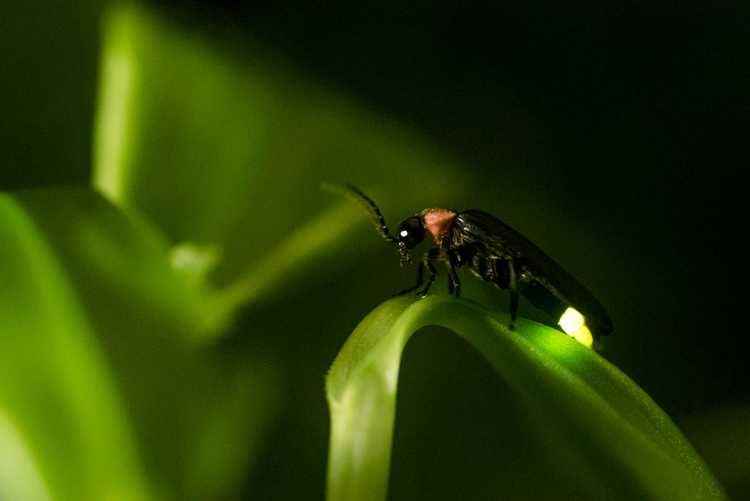 You are currently viewing Les lucioles comme lutte antiparasitaire – Comment les lucioles sont-elles bénéfiques pour les jardins