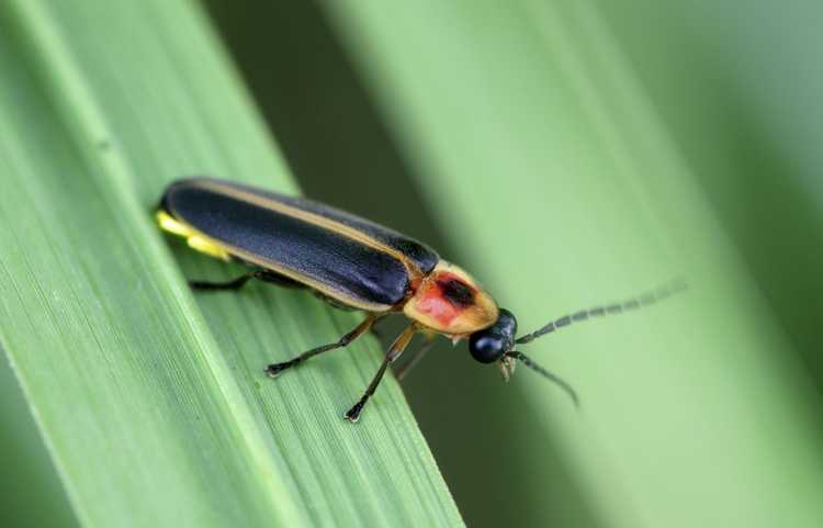 You are currently viewing Informations sur les punaises de foudre – Attirer les punaises de foudre dans le jardin