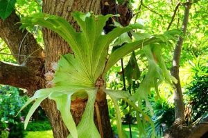 Lire la suite à propos de l’article Lumière pour une fougère staghorn : découvrez les exigences en matière d'éclairage de la fougère staghorn