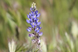 Lire la suite à propos de l’article Entretien des plantes de lupin du désert – Comment faire pousser des plantes de lupin du désert