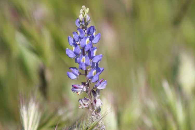 You are currently viewing Entretien des plantes de lupin du désert – Comment faire pousser des plantes de lupin du désert