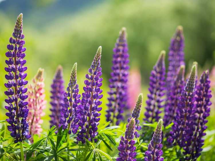 Lire la suite à propos de l’article Maladies des plantes du lupin – Contrôler les maladies des lupins dans le jardin