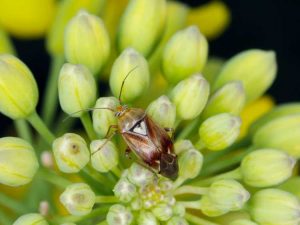 Lire la suite à propos de l’article Que sont les punaises Lygus : conseils pour lutter contre les insectes Lygus