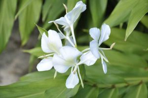 Lire la suite à propos de l’article Hedychium Ginger Lily Info: Conseils pour prendre soin des lis papillons au gingembre