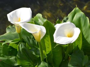 Lire la suite à propos de l’article Fleurs de lys Calla vertes – Raisons des lys Calla à fleurs vertes