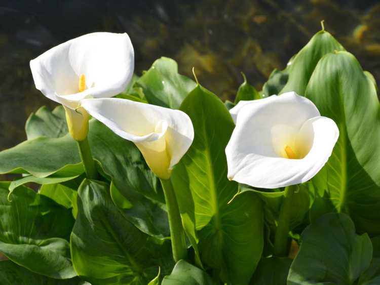 You are currently viewing Fleurs de lys Calla vertes – Raisons des lys Calla à fleurs vertes