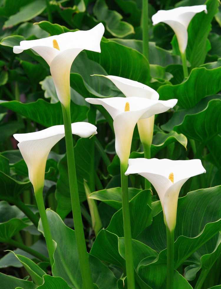 You are currently viewing Plantes de lys Calla Deadhead : supprimer les fleurs fanées sur les lys Calla