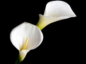 Lire la suite à propos de l’article Soins du lys Calla en hiver – Prendre soin des lys Calla pendant l'hiver