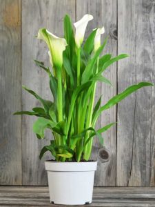 Lire la suite à propos de l’article Cultiver des lys Calla en intérieur – Prendre soin des lys Calla à la maison