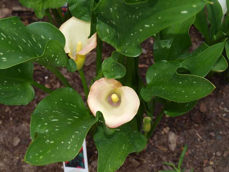 You are currently viewing Transplantation de lys Calla : comment transplanter des lys Calla à l'extérieur