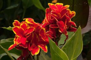 Lire la suite à propos de l’article Pourquoi mes cannas ne fleurissent-ils pas – Que faire lorsque votre canna ne fleurit pas