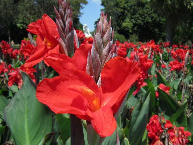 Lire la suite à propos de l’article Soins du lys Canna : Comment faire pousser des lys Canna