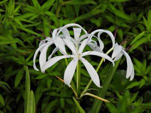 Lire la suite à propos de l’article Fleurs Crinum: Comment faire pousser des lys Crinum