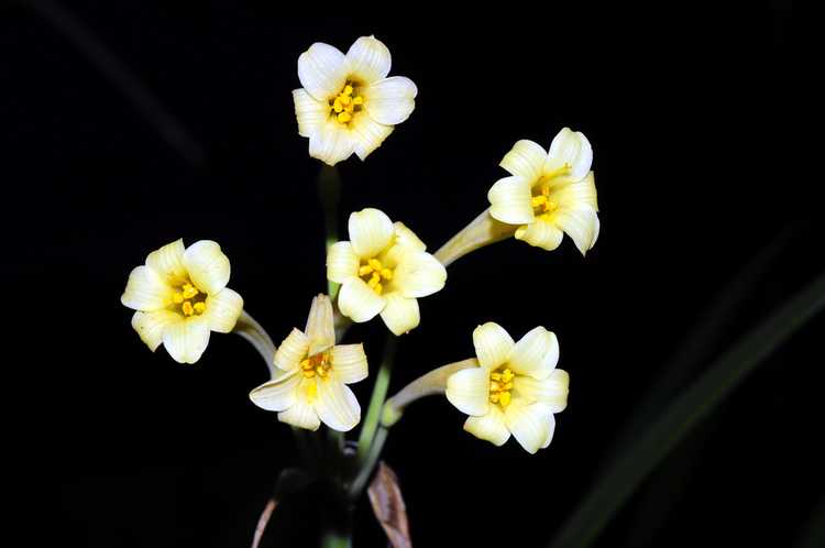 Lire la suite à propos de l’article Cultiver des plantes de lys Cyrtanthus : informations sur les soins du lys Cyrtanthus