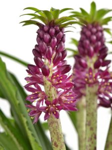 Lire la suite à propos de l’article Aloha Lily Eucomis – Comment faire pousser des lys d'ananas Aloha