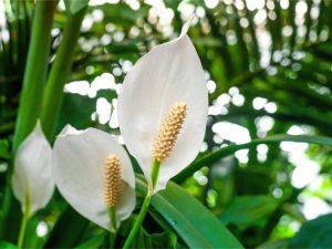 Lire la suite à propos de l’article Soins des lis de la paix comme plantes d'intérieur