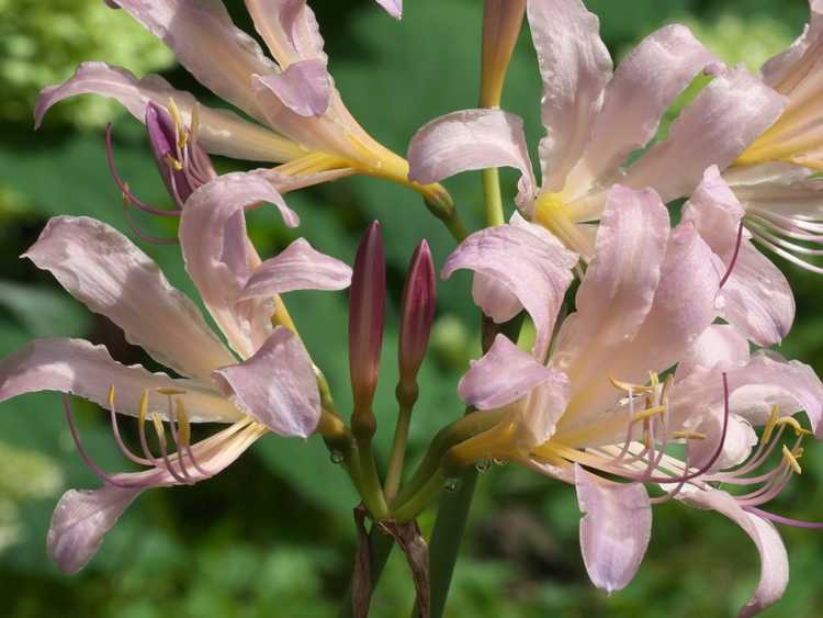 Lire la suite à propos de l’article Lycoris Care – Comment faire pousser la fleur de Lycoris dans le jardin