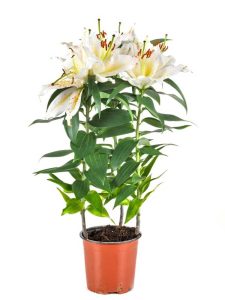 Lire la suite à propos de l’article Plantes de lys en pot – Conseils pour planter des lys dans des conteneurs