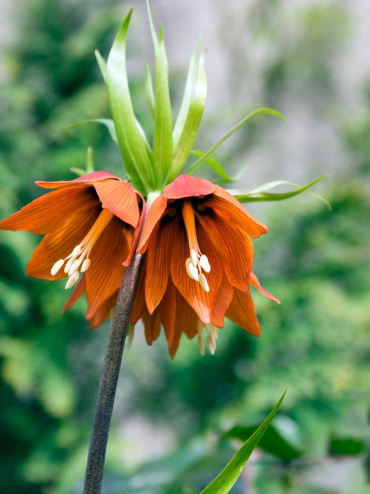 Lire la suite à propos de l’article Cultiver des bulbes de Fritillaria – Comment cultiver et entretenir des lys Fritillaria à fleurs sauvages