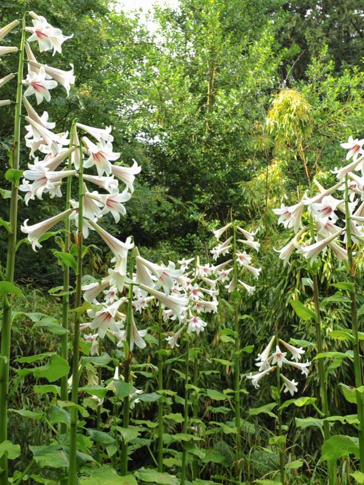 You are currently viewing Faits sur les plantes de lys géants : Comment faire pousser des lys géants de l'Himalaya