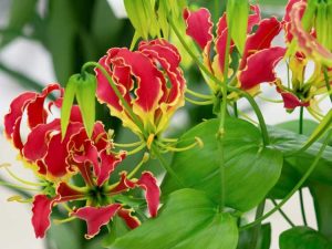 Lire la suite à propos de l’article Germination des graines de Gloriosa Lily – Apprenez à planter des graines de Gloriosa Lily