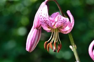 Lire la suite à propos de l’article Entretien du lys martagon en pot : cultiver des lys martagon dans des jardinières