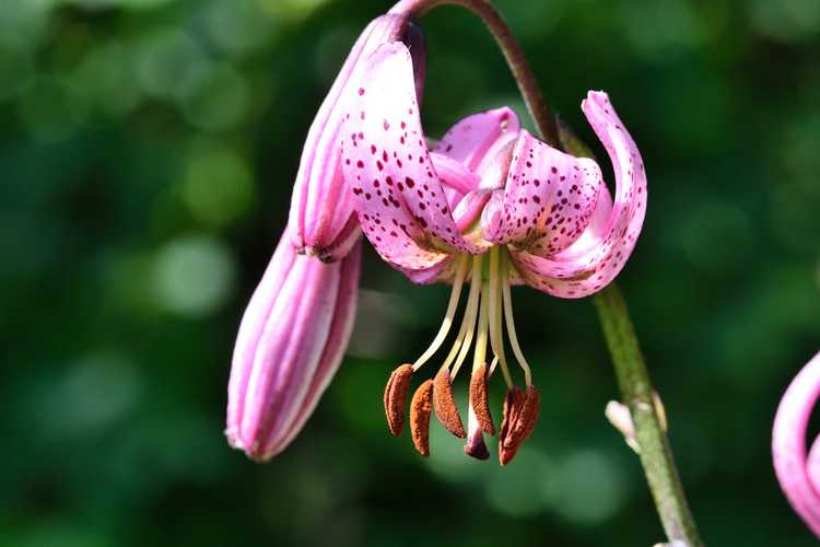 You are currently viewing Entretien du lys martagon en pot : cultiver des lys martagon dans des jardinières