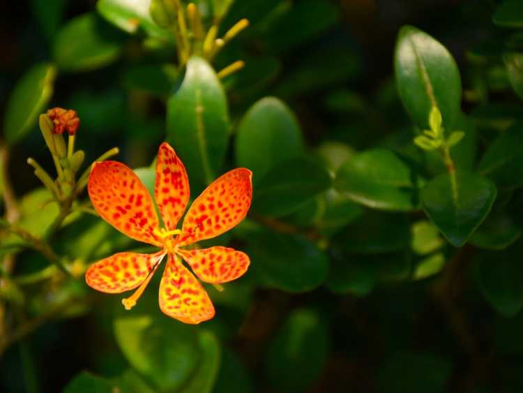 You are currently viewing Prendre soin des lis de mûre Belamcanda: comment faire pousser une plante de lis de mûre