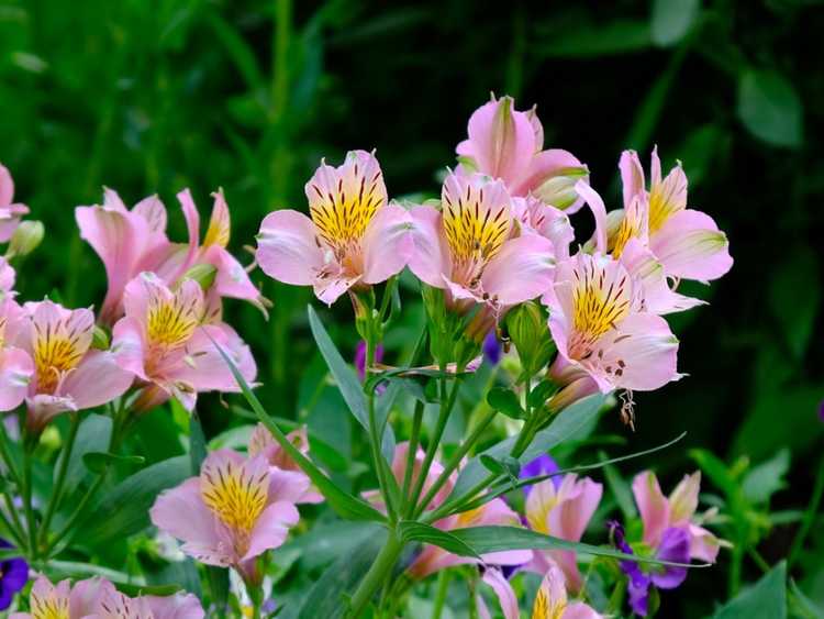 You are currently viewing Cultiver des lys péruviens – Informations sur les soins des fleurs de lys péruviens