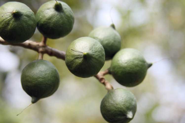 You are currently viewing Entretien des plantes de macadamia : comment faire pousser des arbres de macadamia