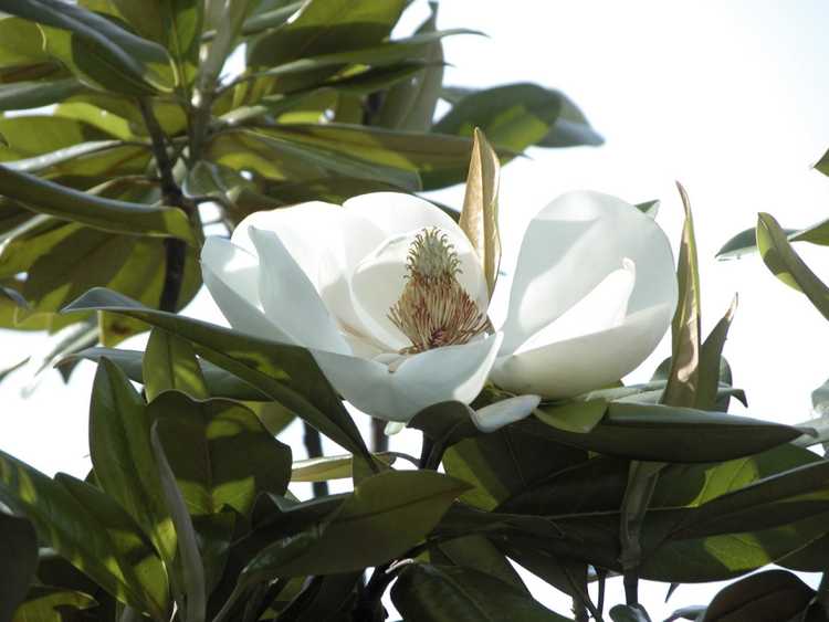 You are currently viewing Variétés de magnolia à feuilles persistantes : découvrez les magnolias à feuilles persistantes